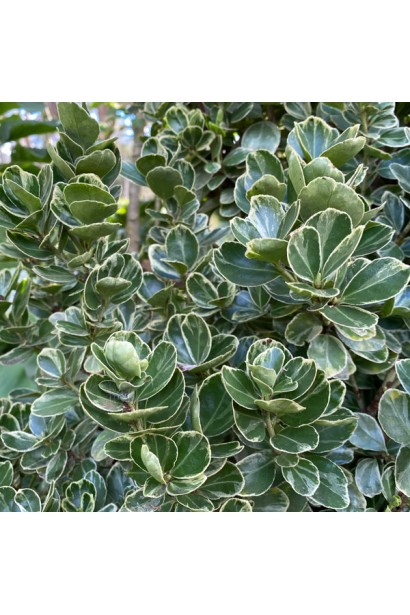 Бруслина ’Albomarginatus’